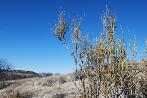 Ephedra is used in Chinese medicine for colds, flu, cough, and asthma. Ephedra