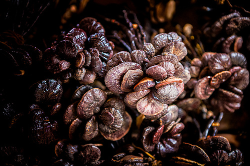 Reishi is used in Chinese medicine to nourish the heart and quiet the spirit. Purple Ganoderma
