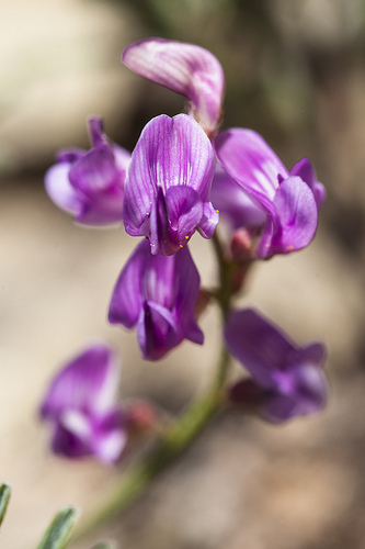 Astragalus is used in Chinese medicine to strengthen lungs and tone the immune system. Huang Qi, astragalus