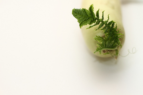 Daikon radish is used in Chinese medicine to treat cough and phlegm. Daikon radish