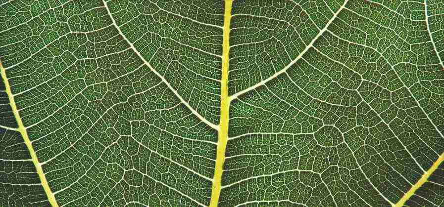Insurance may cover acupuncture, but not all conditions that acupuncture treats. A snapshot of nature.