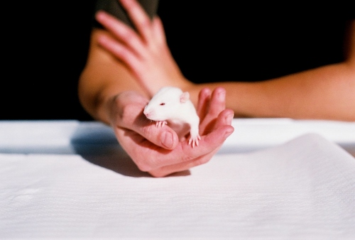 Current scientific studies on Chinese medicine neglect wholeness. Laboratory Mouse