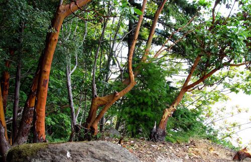 Cinnamon twig tea is beneficial for arthritis of the fingers. Cinnamon trees.