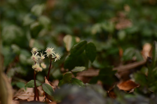 Coptis is an antimicrobial herb used in Chinese medicine. huang lian