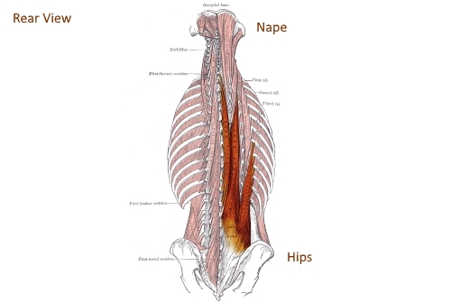 Acupuncture relieves tension in connective tissues. erectors