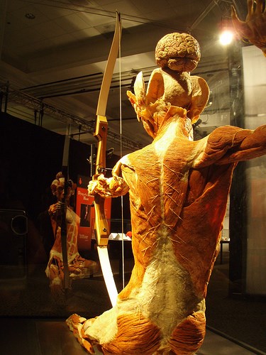 Body World reveals the connective tissues that acupuncture targets. Rotator Cuff in Archery