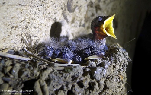 The use of birds' nests endangers cave-dwelling birds, called swiftlets. bird's nest