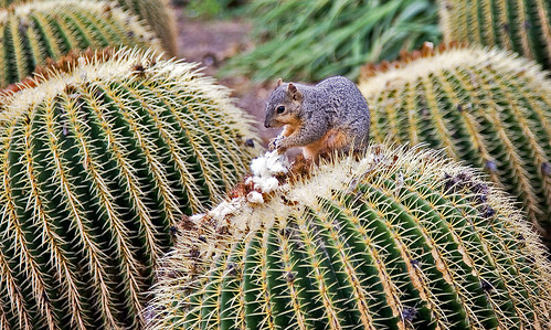 Squirrels would like acupuncture brave squirrel